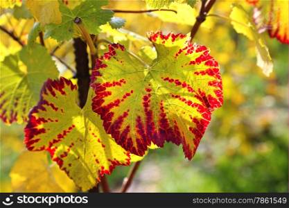 Autumn bright leaf of grape glowing in sunlight