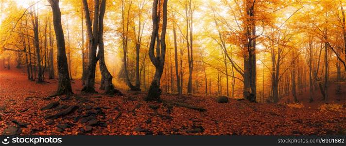 Autumn bright yellow and red forest panorama