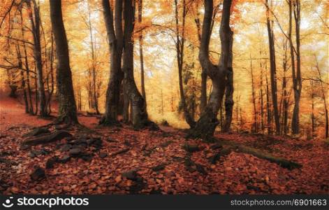 Autumn bright yellow and red forest panorama