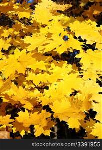 autumn bright yellow maple leaves in sunlight background