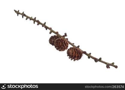 autumn brown pine cone isolated on white