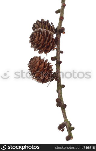 autumn brown pine cone isolated on white