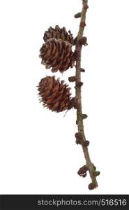 autumn brown pine cone isolated on white