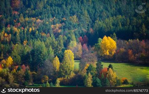 Autumn bushes and trees. Autumn bushes and trees in South Moravia, Czech republic.