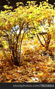autumn bushes with bright yellow foliage glowing in the sunlight