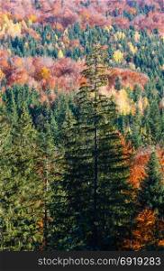 Autumn Carpathian Mountains landscape (Stara Guta, Ivano-Frankivsk oblast, Ukraine).