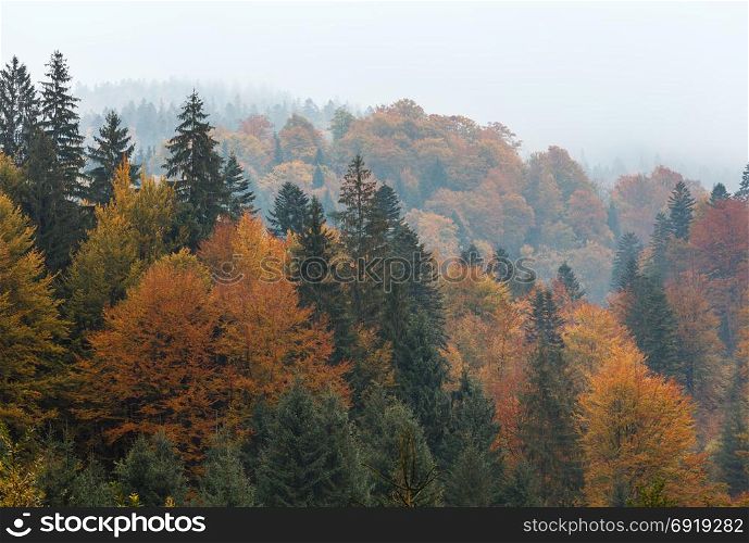 Autumn Carpathian Mountains misty landscape with colorful forest (Mizhhiria, Zakarpattia Oblast, Ukraine).