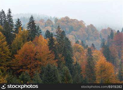Autumn Carpathian Mountains misty landscape with colorful forest (Mizhhiria, Zakarpattia Oblast, Ukraine).