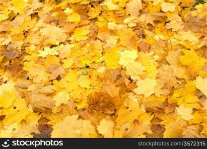 Autumn carpet