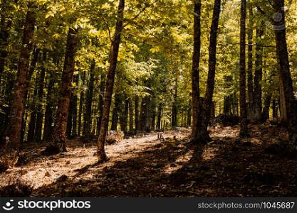 Autumn chestnut forest in Spain with warm colors