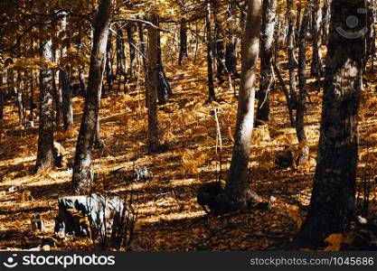 Autumn chestnut forest in Spain with warm colors and ferns