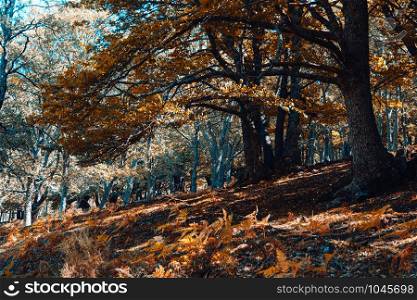 Autumn chestnut forest in Spain with warm colors and ferns