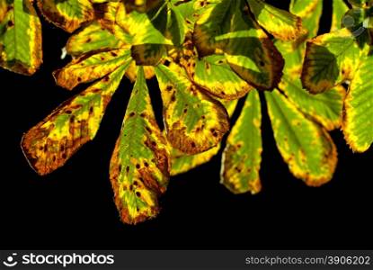 autumn chestnut leaves isolated on black