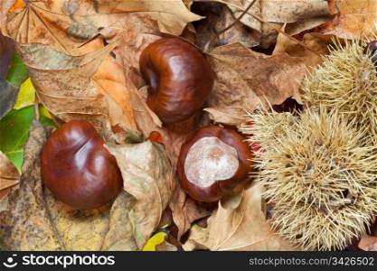Autumn chestnuts in close up