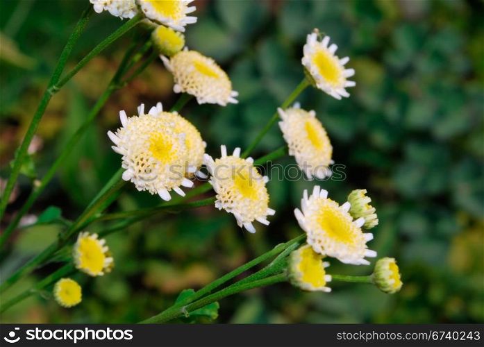 autumn chrysanthemum background