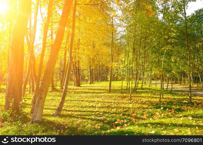 Autumn city park with bright yellow fallen leaves illuminated sun.