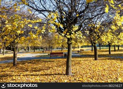 Autumn city park with paths strewn with yellow leaves.