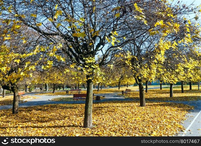 Autumn city park with paths, yellow maple leaves and benches.