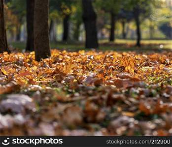 autumn city park with trees and dry yellow leaves on the ground, selective focus, evening