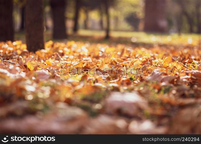 autumn city park with trees and dry yellow leaves on the ground, Ukraine Kherson