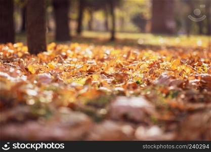 autumn city park with trees and dry yellow leaves on the ground, Ukraine Kherson