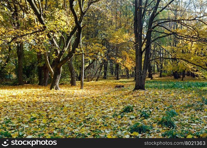Autumn city park with yellow leaves under trees.