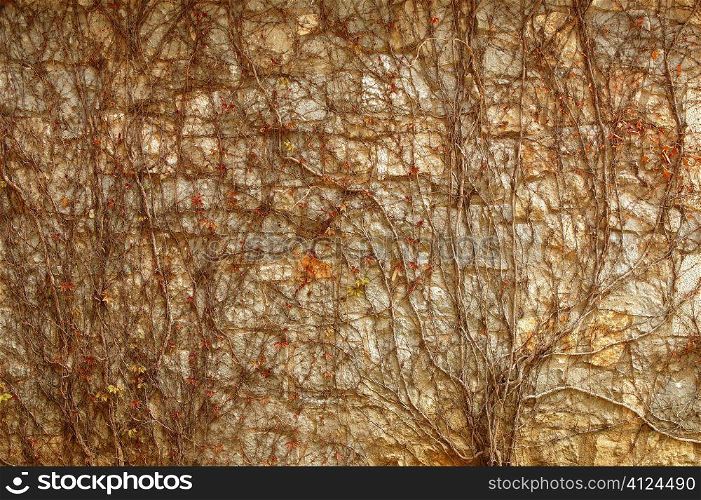 Autumn climbing plant wall texture background in warm fall colors