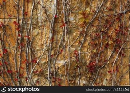 Autumn climbing plant wall texture background in warm fall colors