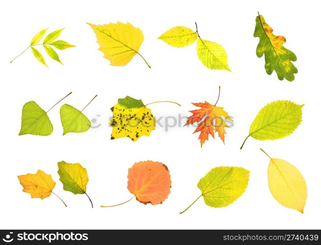 Autumn collection leaves isolated on white