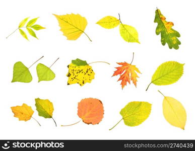 Autumn collection leaves isolated on white