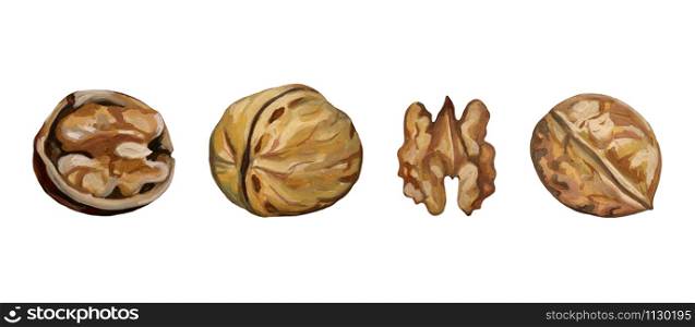 Autumn collection with walnuts. Realistic drawing with acrylic paints. Four walnuts isolated on white. Botanical sketches of autumn fetuses. Element for design.