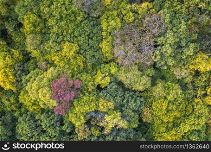 Autumn color forest. Aerial view from a drone over colorful autumn trees in the forest.