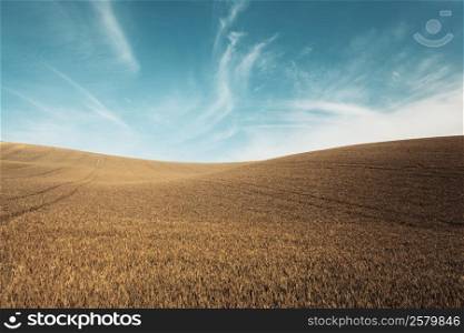 Autumn color grass and blue sky background