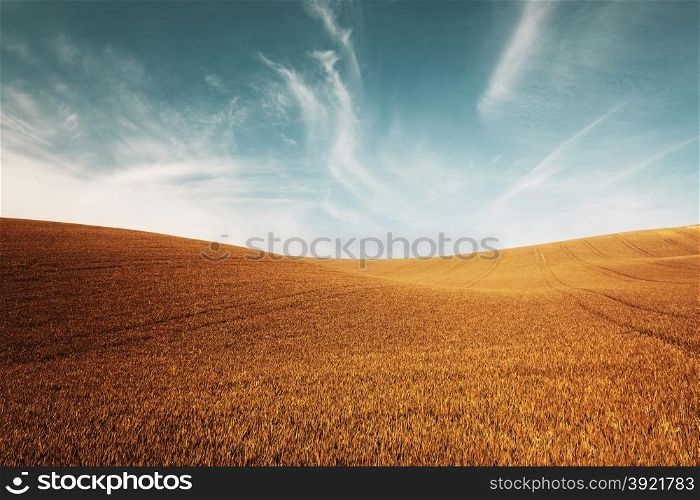Autumn color grass and blue sky background