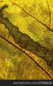 Autumn color in the leaf, detailed vein