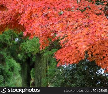 Autumn color leaves of Japanese maple trees