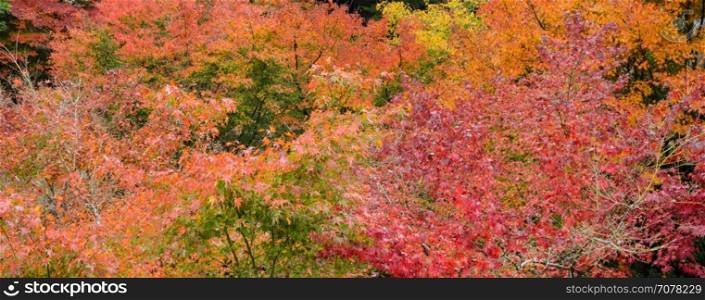 Autumn color leaves of Japanese maple trees