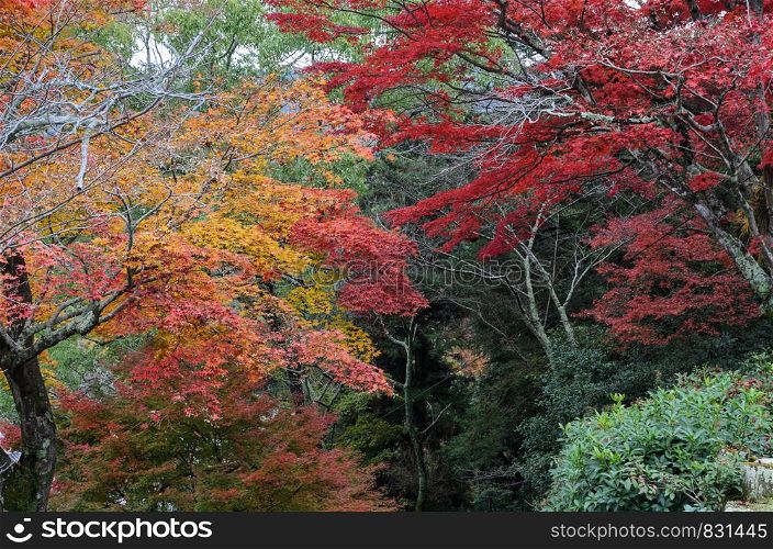 Autumn color leaves of Japanese maple trees. Momijidani park in Miyajima, Japan
