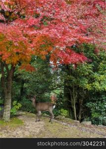 Autumn color leaves of Japanese maple trees with deer on mount Misen in Miyajima, Japan