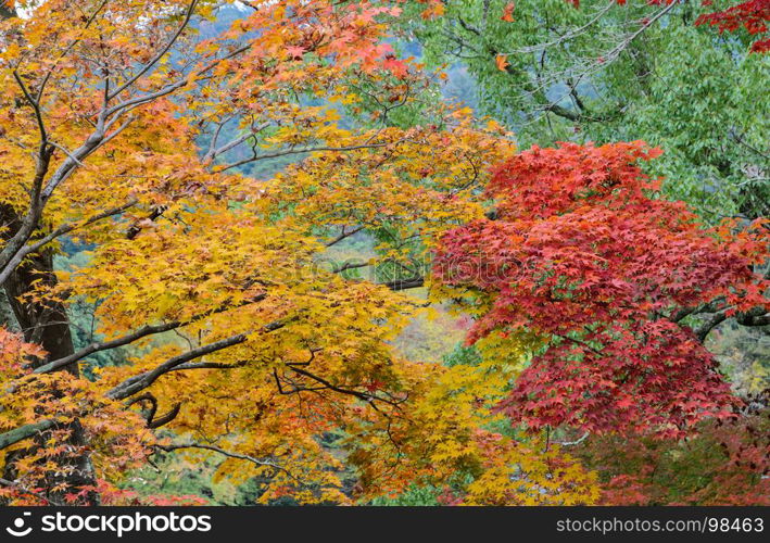 Autumn color leaves of Japanese maple trees. Yellow and red color leaves.