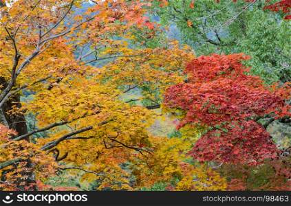 Autumn color leaves of Japanese maple trees. Yellow and red color leaves.