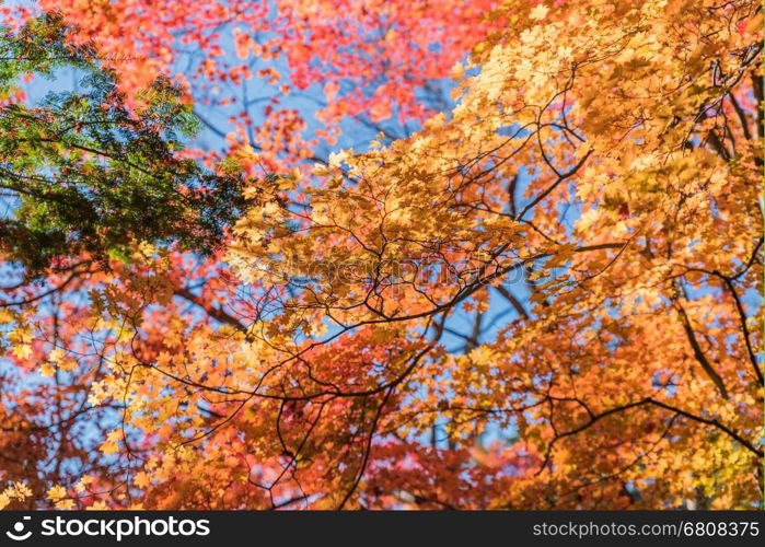 Autumn color of maple leaves in Karuiza,Japan