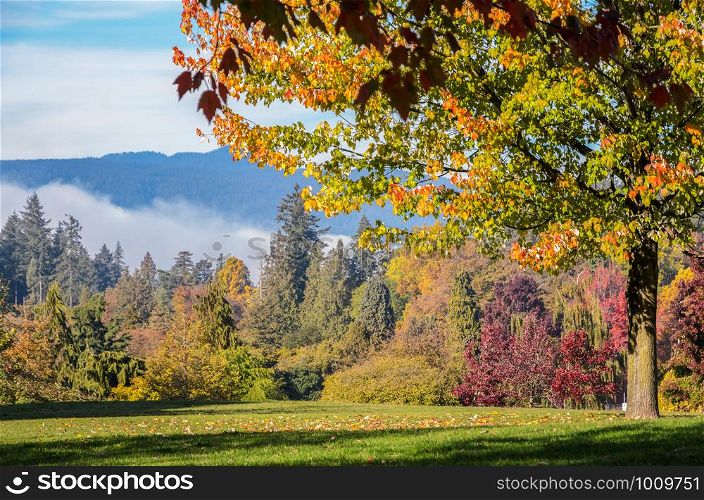 Autumn color of Maple trees with shadow at Stanley Park in Vancouver, British Columnbia, Canada