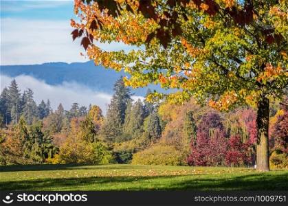 Autumn color of Maple trees with shadow at Stanley Park in Vancouver, British Columnbia, Canada