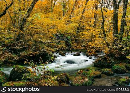 Autumn color of the foliage in Oirase Valley with the Oirase River flow over rocks in the forest at Oirase Gorge in Towada Hachimantai National Park, Aomori Prefecture, Japan.