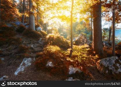 Autumn color sunny woodland