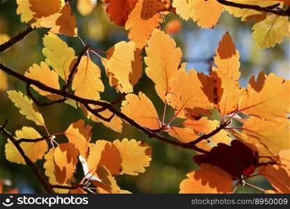 autumn color swedish mountain ash