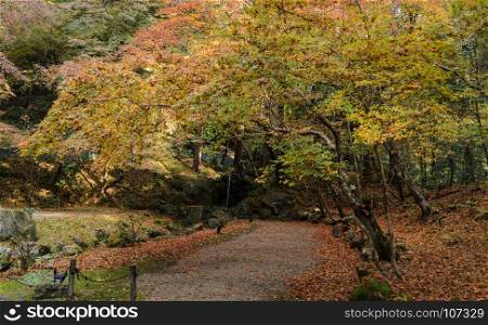 Autumn colored foliage garden with small waterfall at Daigo-ji temple in Kyoto, Japan