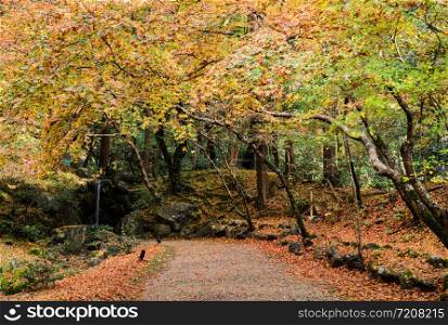 Autumn colored foliage garden with small waterfall at Daigo-ji temple in Kyoto, Japan