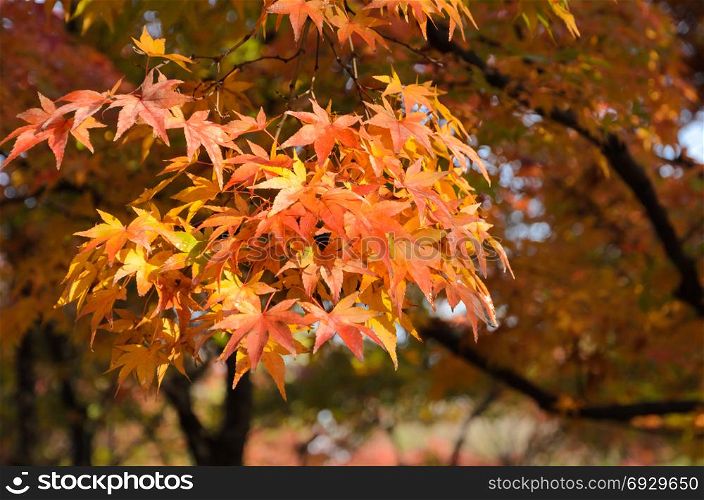Autumn colored foliage of maple tree in Japan